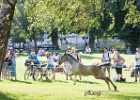 650A2043 Lipizzaner im Burggarten Foto Pfluegl 160719